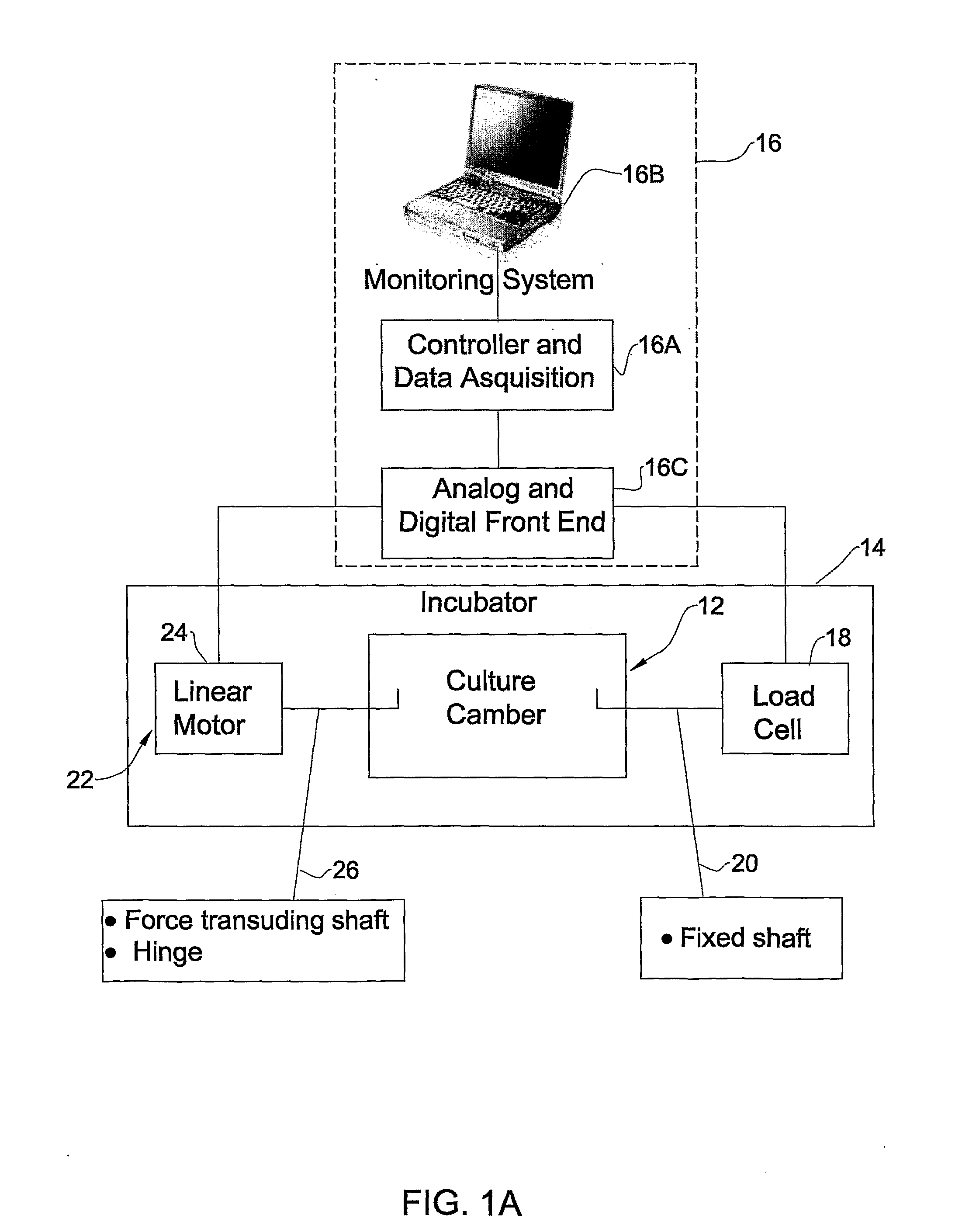 Compartmental extract compositions for tissue engineering