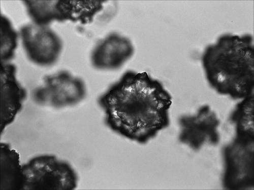 Preparation process of calcium oxalate crystals in plants