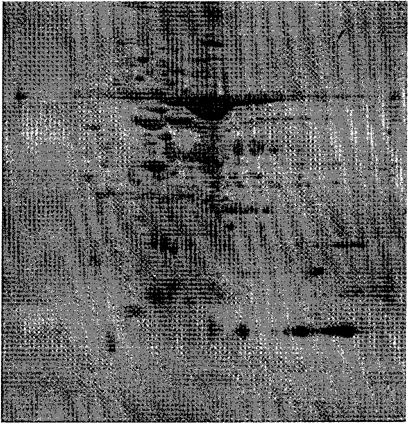 Plant total protein extracting solution and application thereof