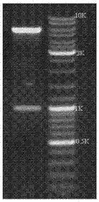 Kit for detecting specific antibody of A/ B/ J subgroup of avian leukosis virus and detection method thereof