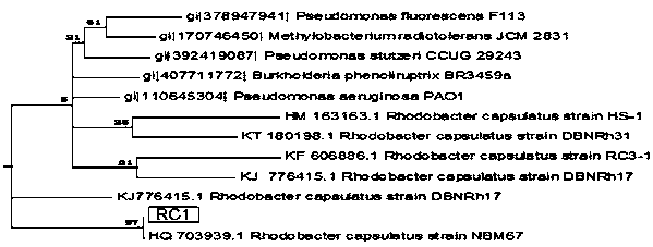 Rhodobacter capsulatus strain RC1 and applications thereof