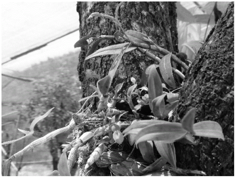 Method for planting Dendrobium huoshanense on tree