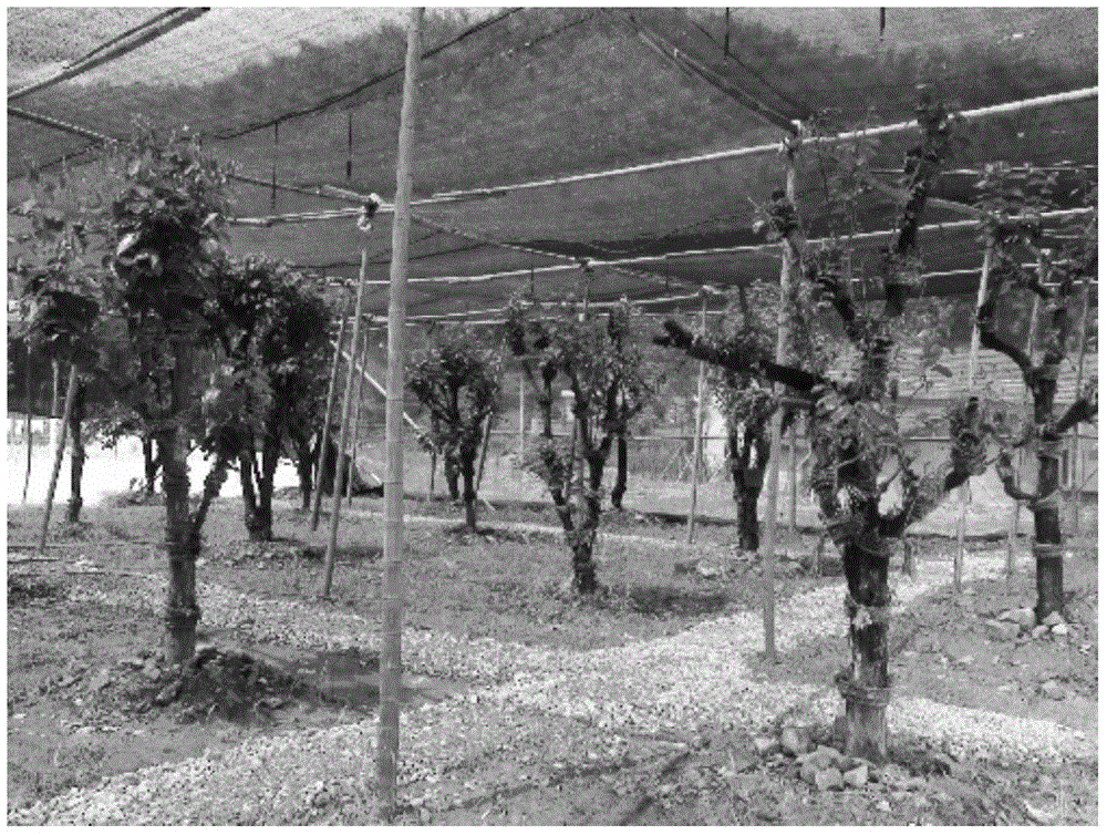 Method for planting Dendrobium huoshanense on tree