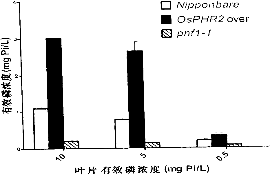 Rice phosphorus absorption and transfer regulator gene OsPHF1 and application thereof