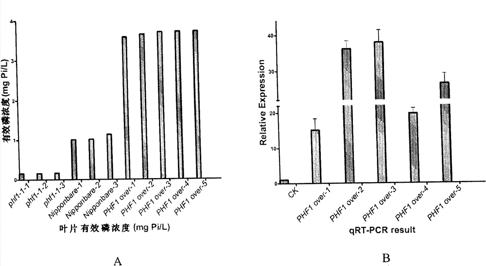 Rice phosphorus absorption and transfer regulator gene OsPHF1 and application thereof