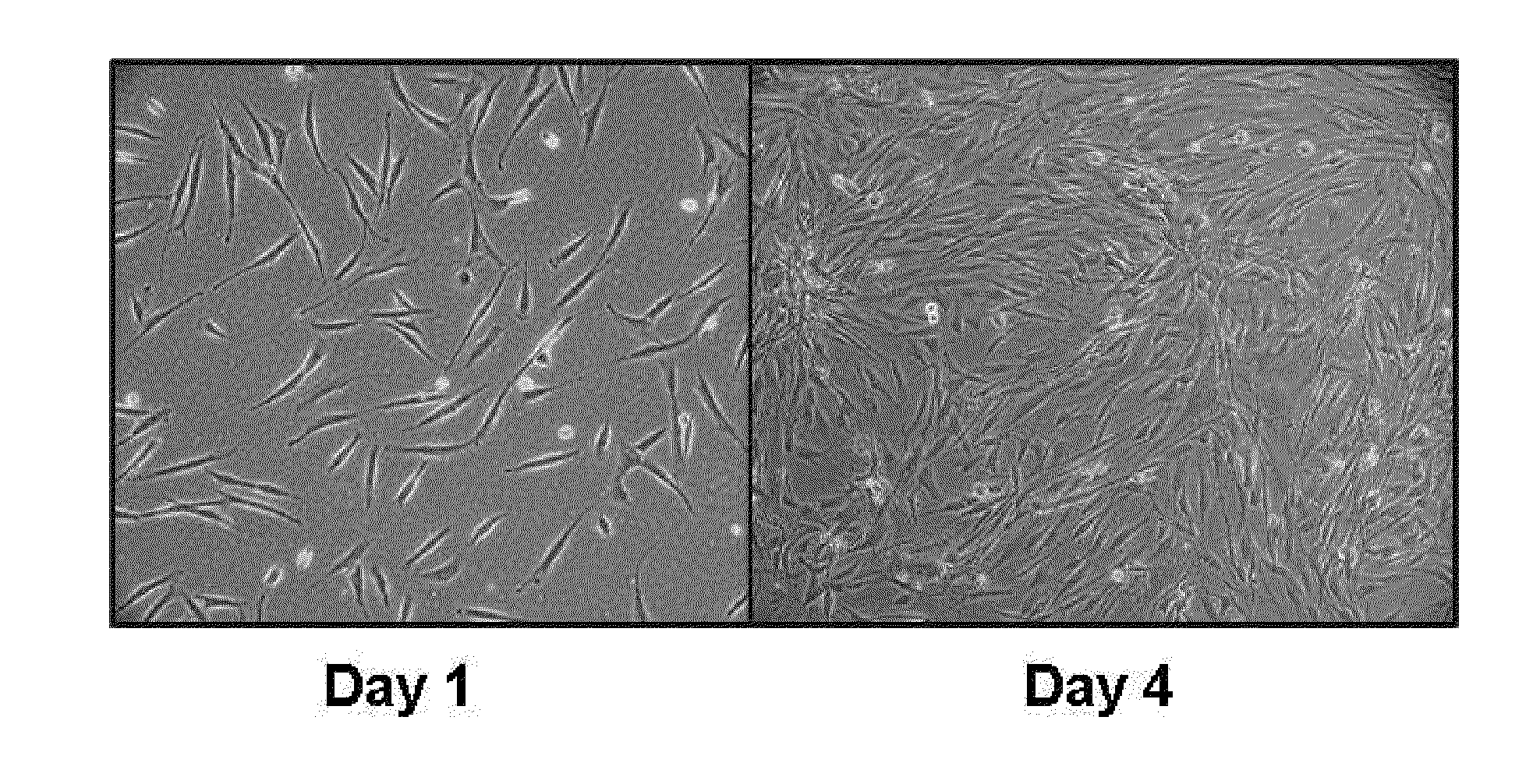 Multipotent stem cells derived from human adipose tissue and cellular therapeutic agents comprising the same