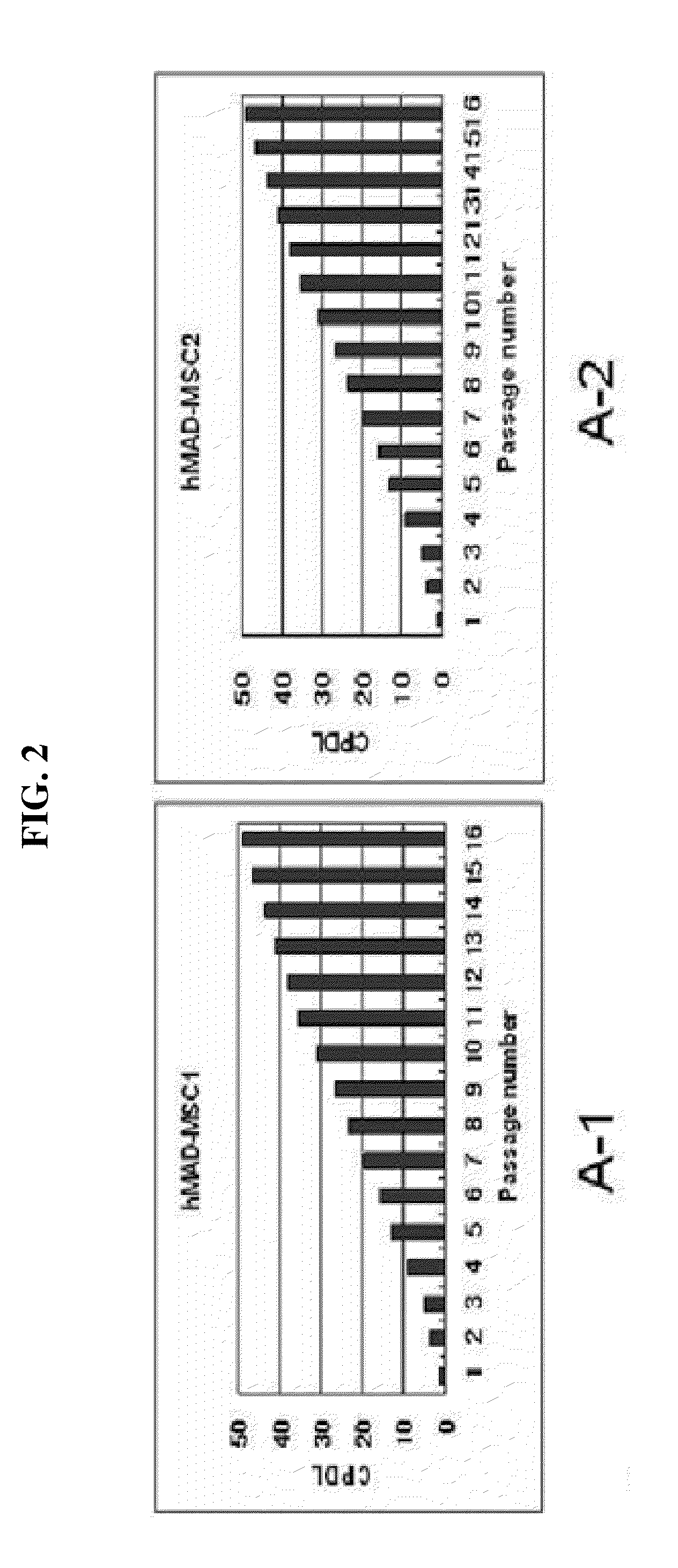 Multipotent stem cells derived from human adipose tissue and cellular therapeutic agents comprising the same