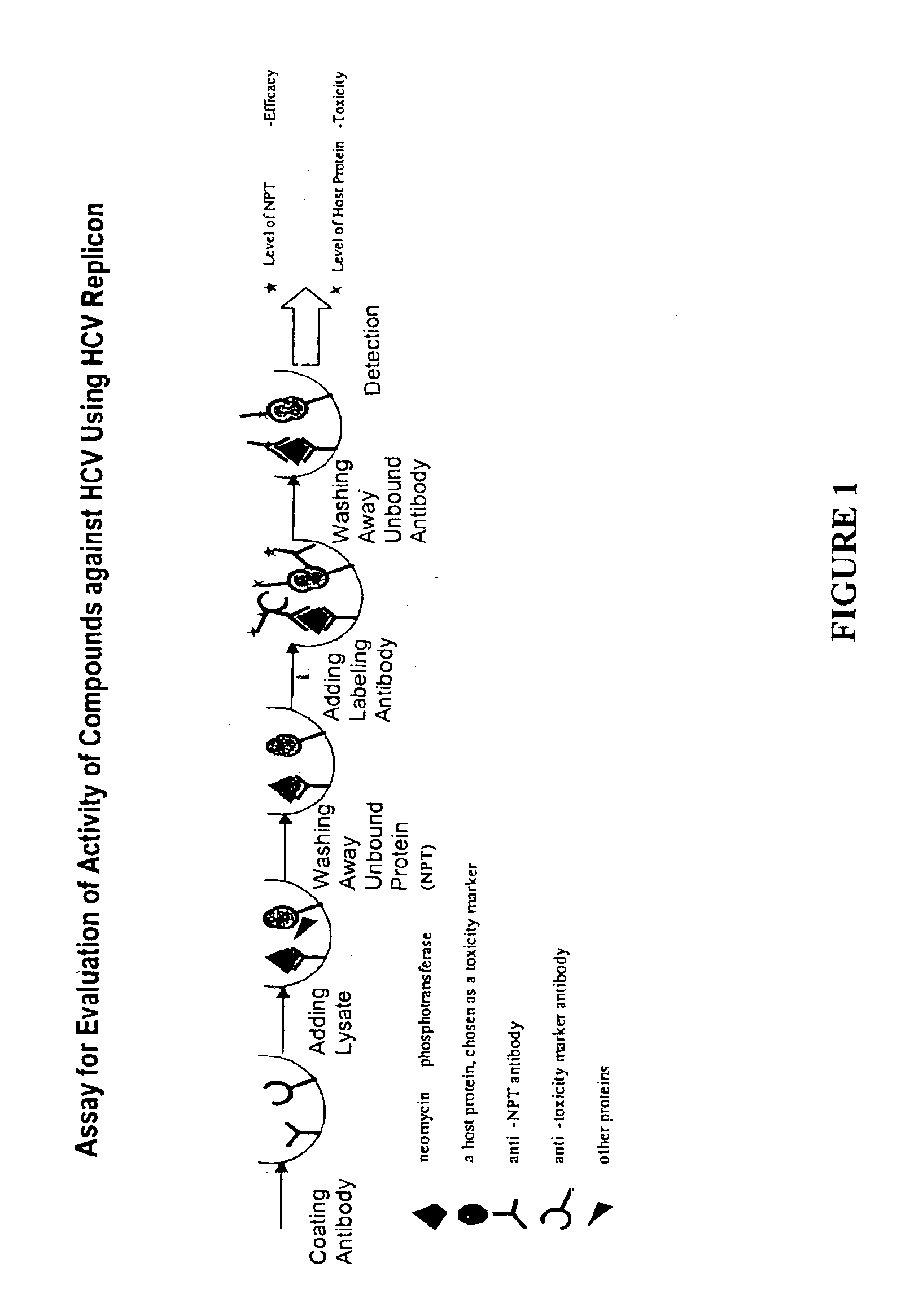 Substituted aryl thioureas and related compounds; inhibitors of viral replication