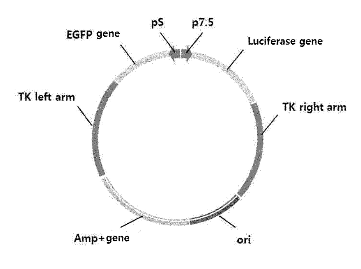 Poxvirus-derived promoter, and vector comprising same