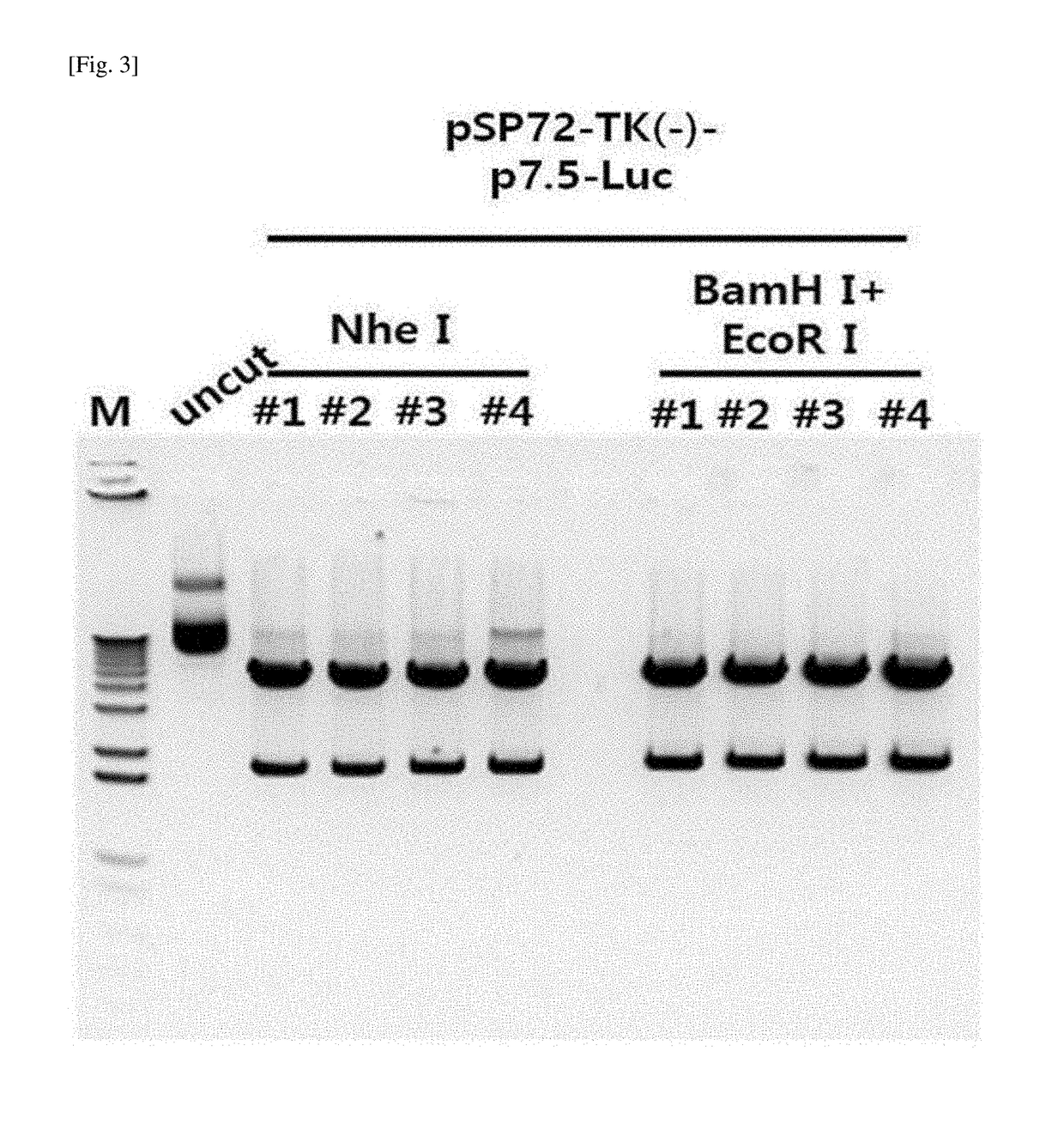 Poxvirus-derived promoter, and vector comprising same