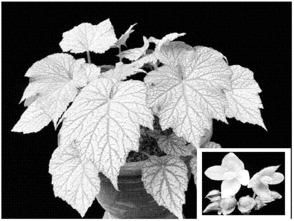 Method for breeding and planting begonia evansiania 'Kaiyun'