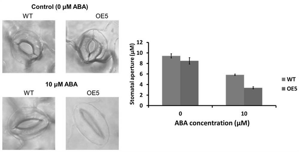 Application of tppi gene in regulating plant stomatal opening and improving plant drought resistance