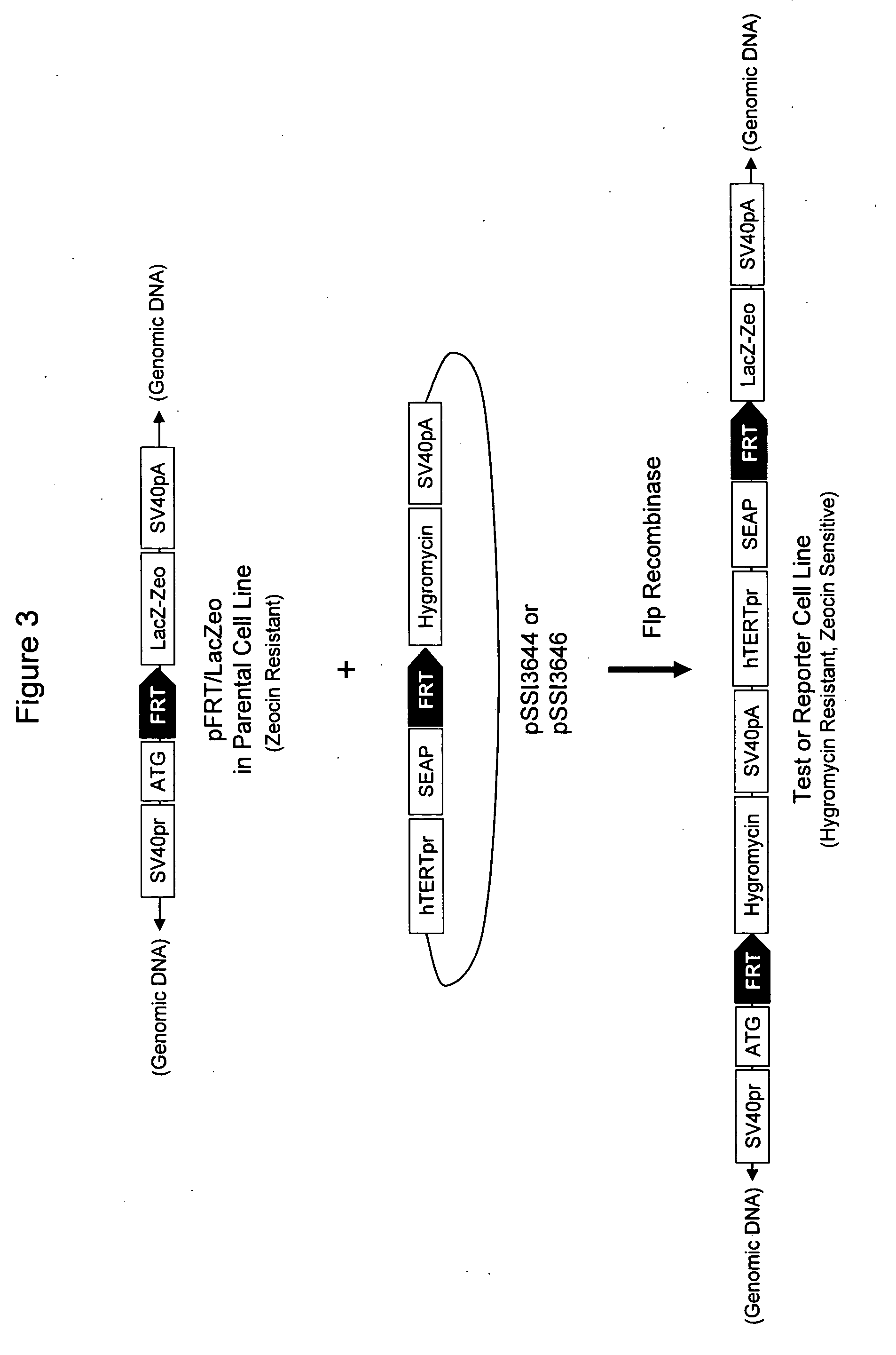 Assays for TERT promoter modulatory agents