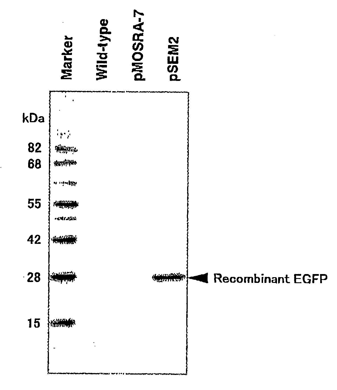 Polynucleotide for Producing Recombinant Protein in Silkworm