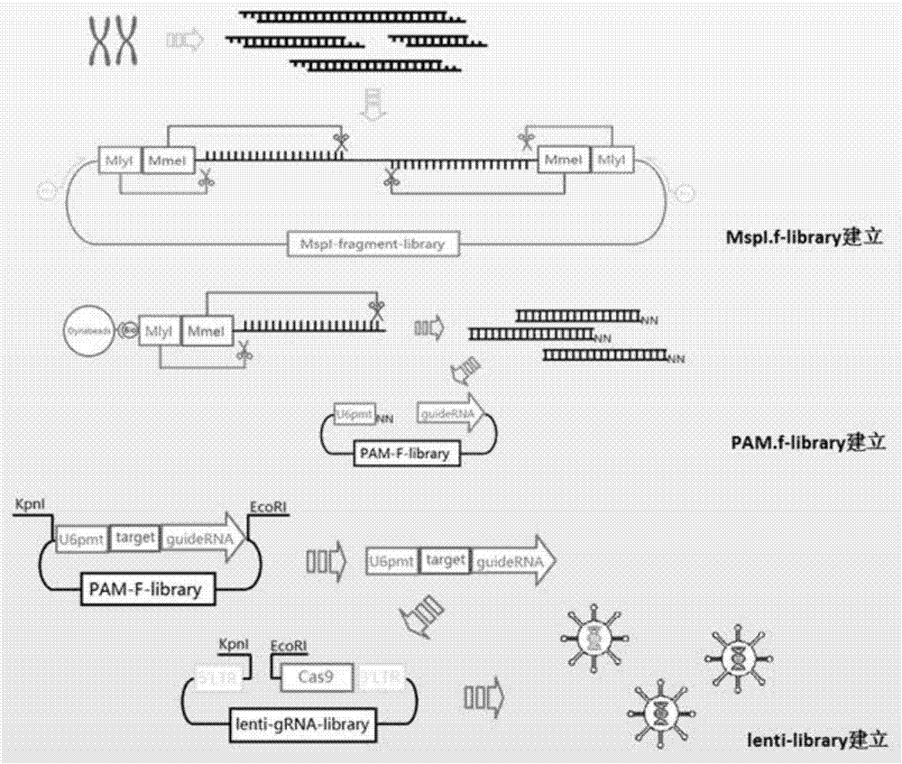 Method used for construction of CRISPR/Cas9 genome knockout library with enzymatically digested genome