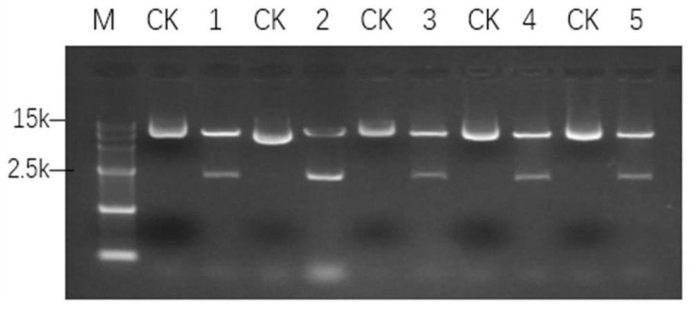 Plant constitutive promoter alspro and its application