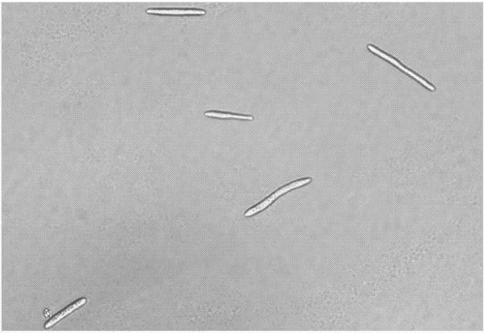 Hirsutella sinensis transforming strain expressing green fluorescent protein, and preparation method thereof