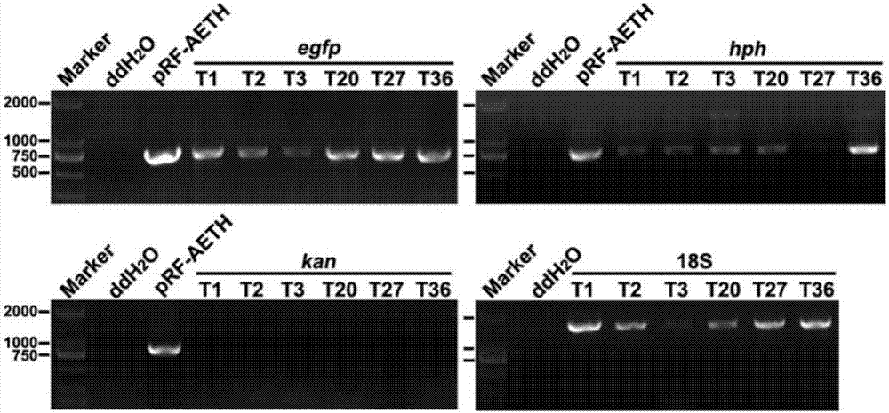 Hirsutella sinensis transforming strain expressing green fluorescent protein, and preparation method thereof