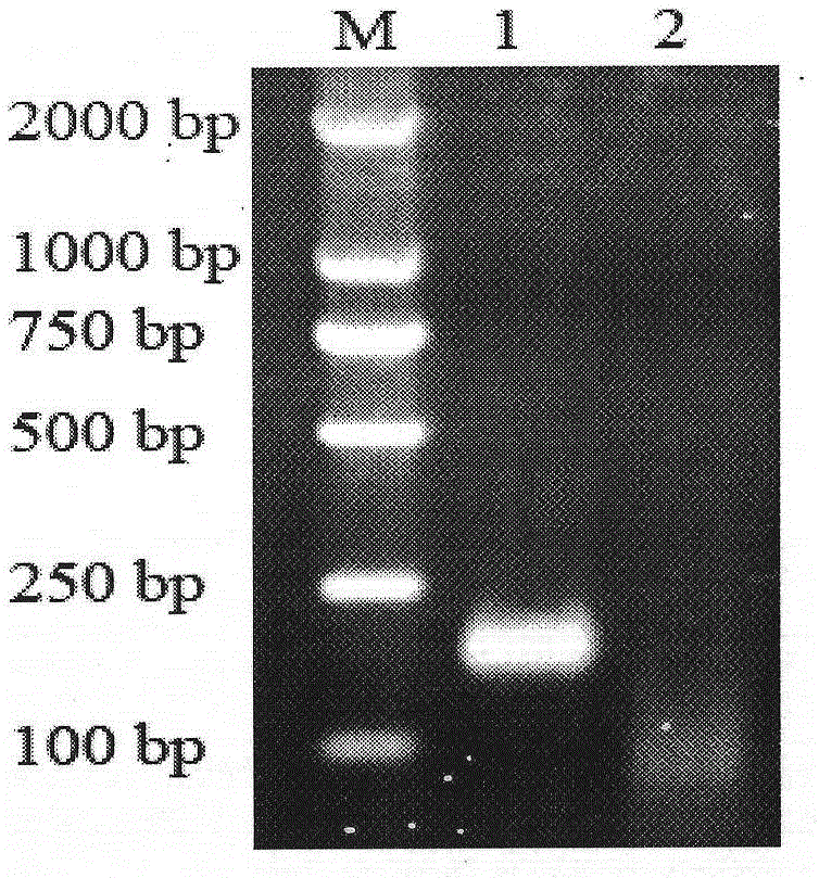 Isothermal nucleic acid amplification reaction reagent and isothermal nucleic acid amplification method