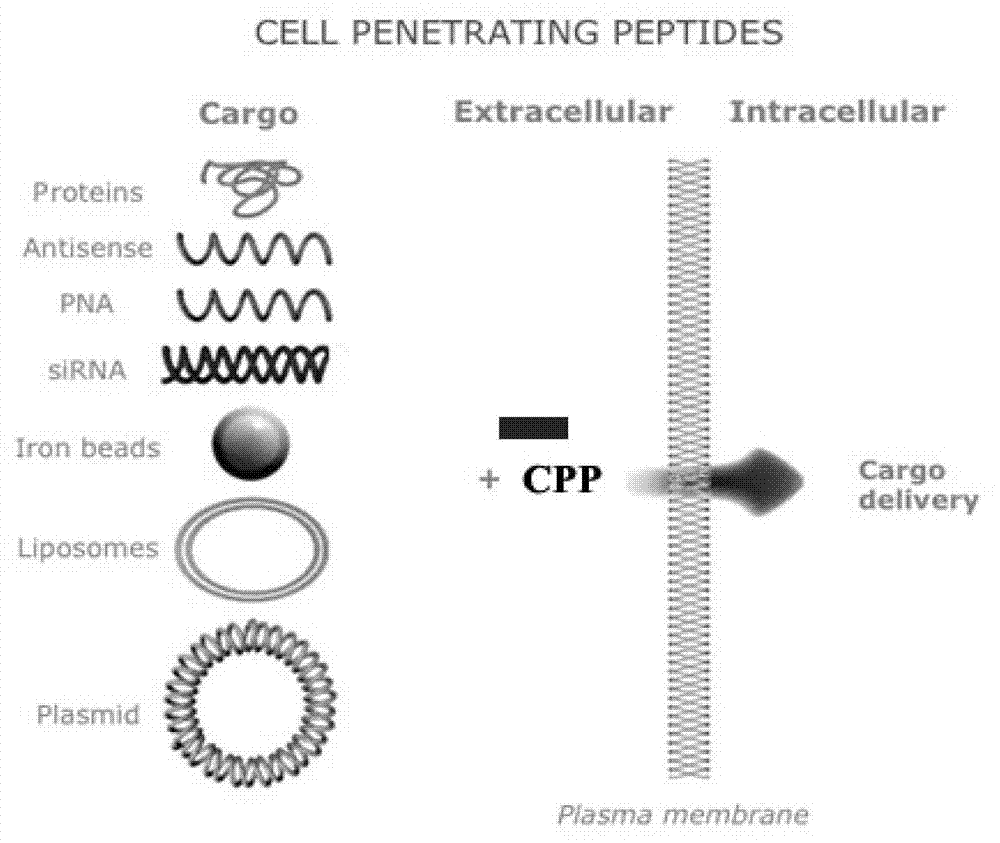 Cell permeable peptide hPP3 and usage thereof