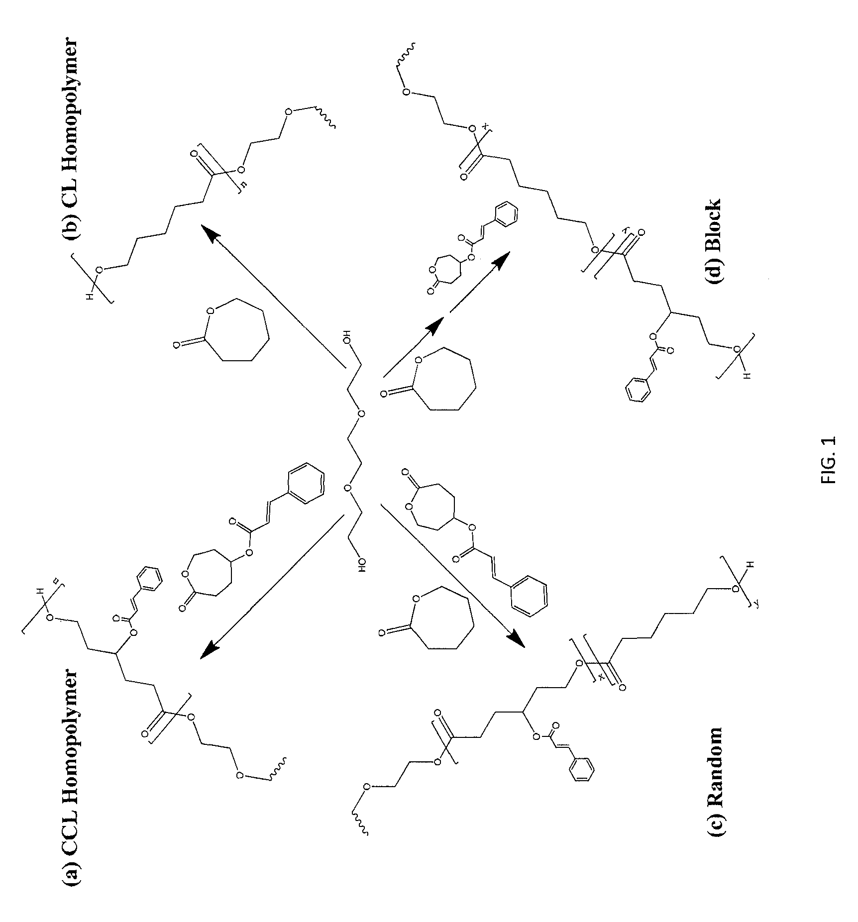 Biodegradable shape memory polymer