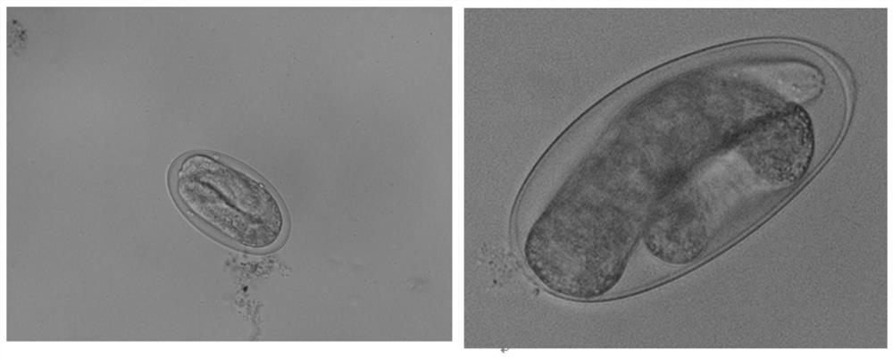 Identification method and application of eggs of Haemonchus contortus