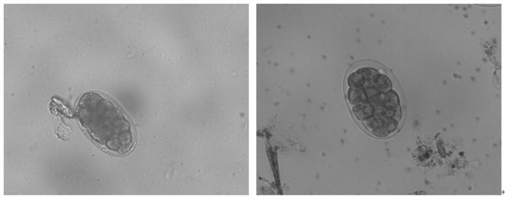 Identification method and application of eggs of Haemonchus contortus