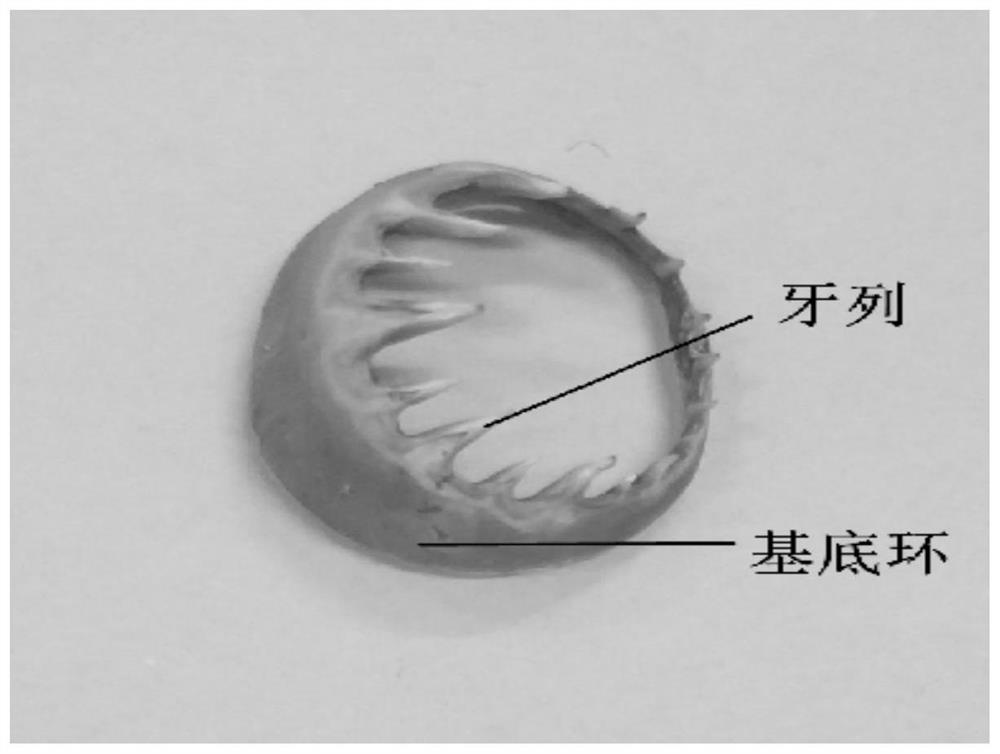 A method of breaking away from squid sucker ring teeth