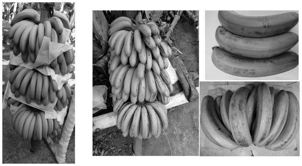 Rust-free cultivation method for Baodao banana fruits