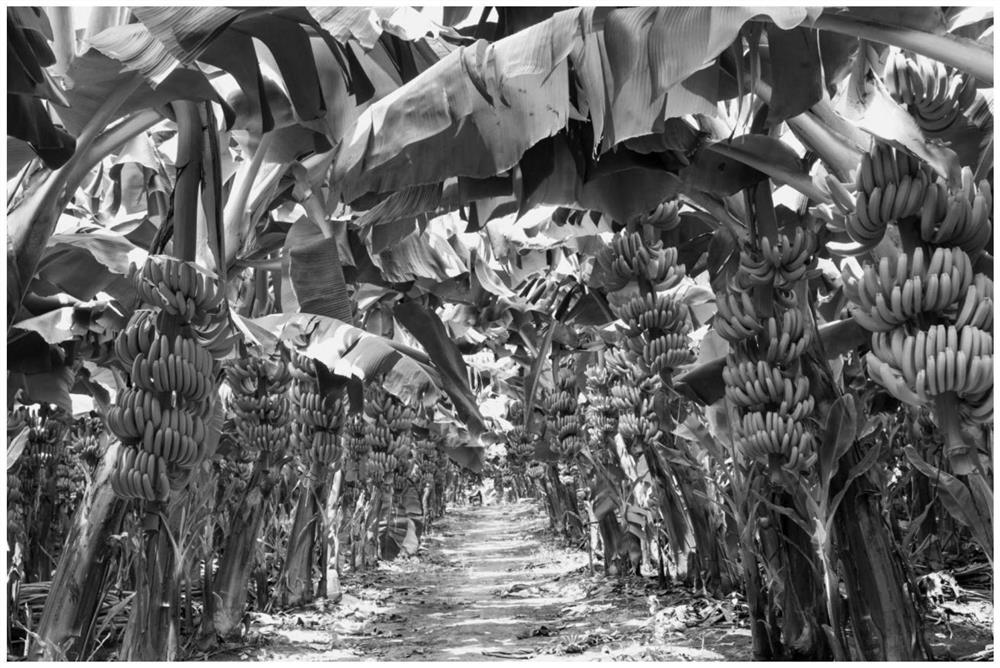 Rust-free cultivation method for Baodao banana fruits