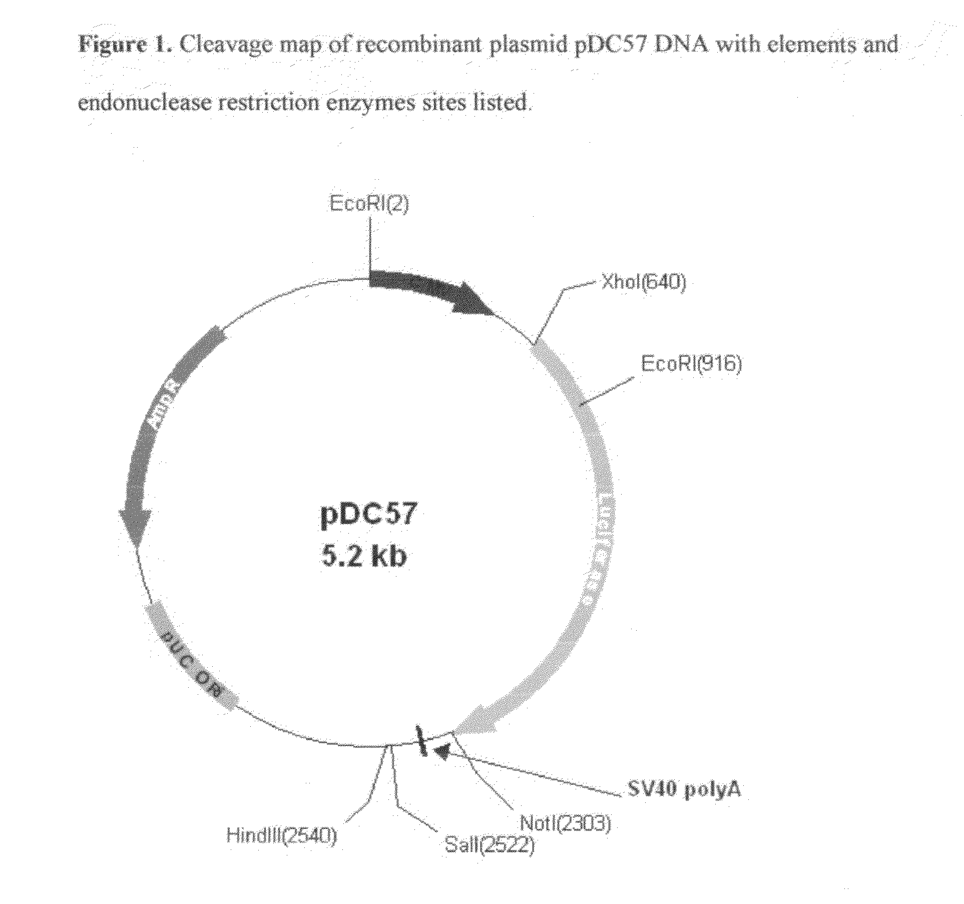 Modified luciola cruciata luciferase protein