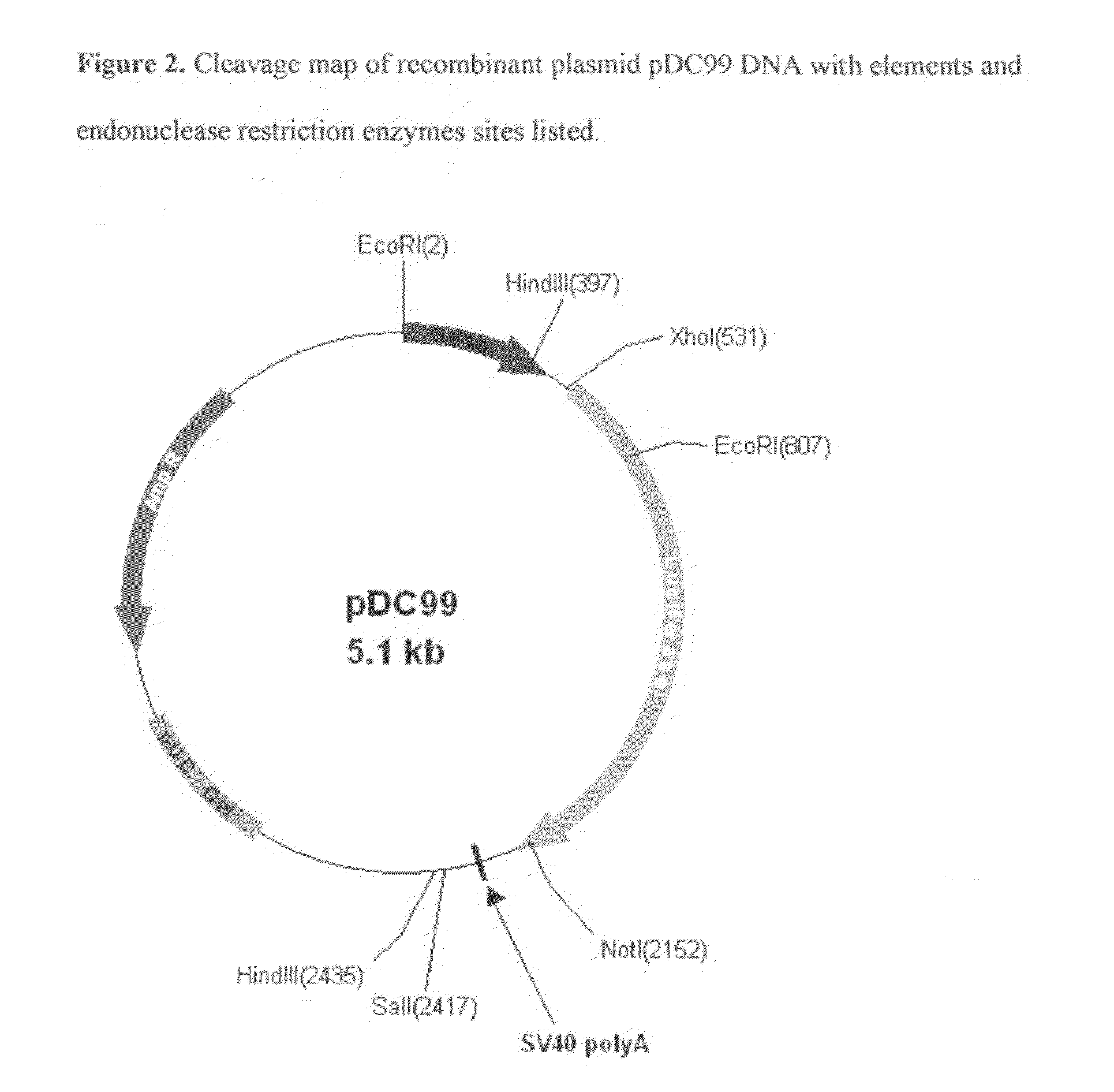 Modified luciola cruciata luciferase protein