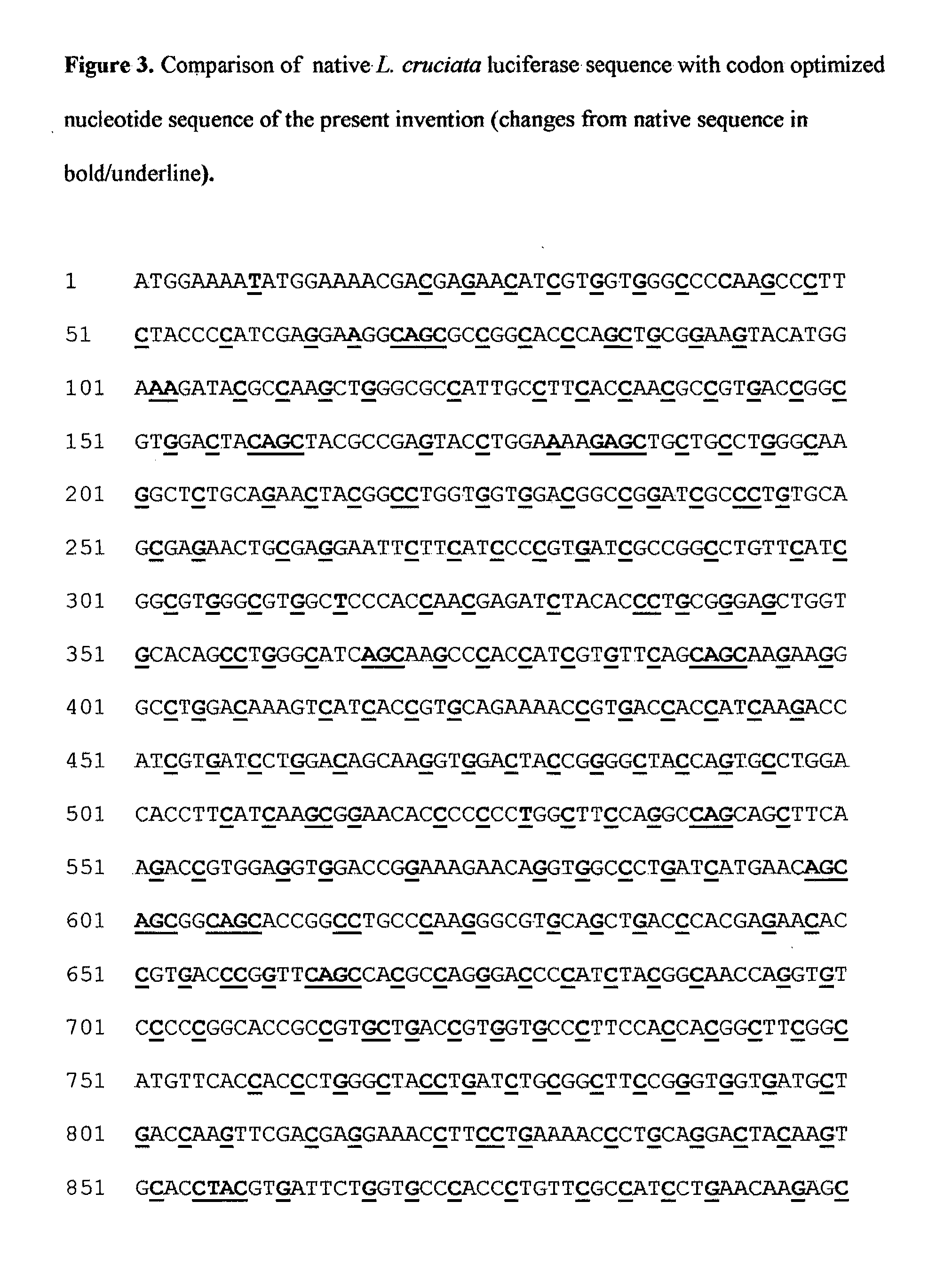 Modified luciola cruciata luciferase protein