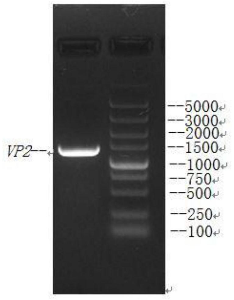Construction and application of recombinant virus vector for expressing infectious bursal disease virus VP2 protein