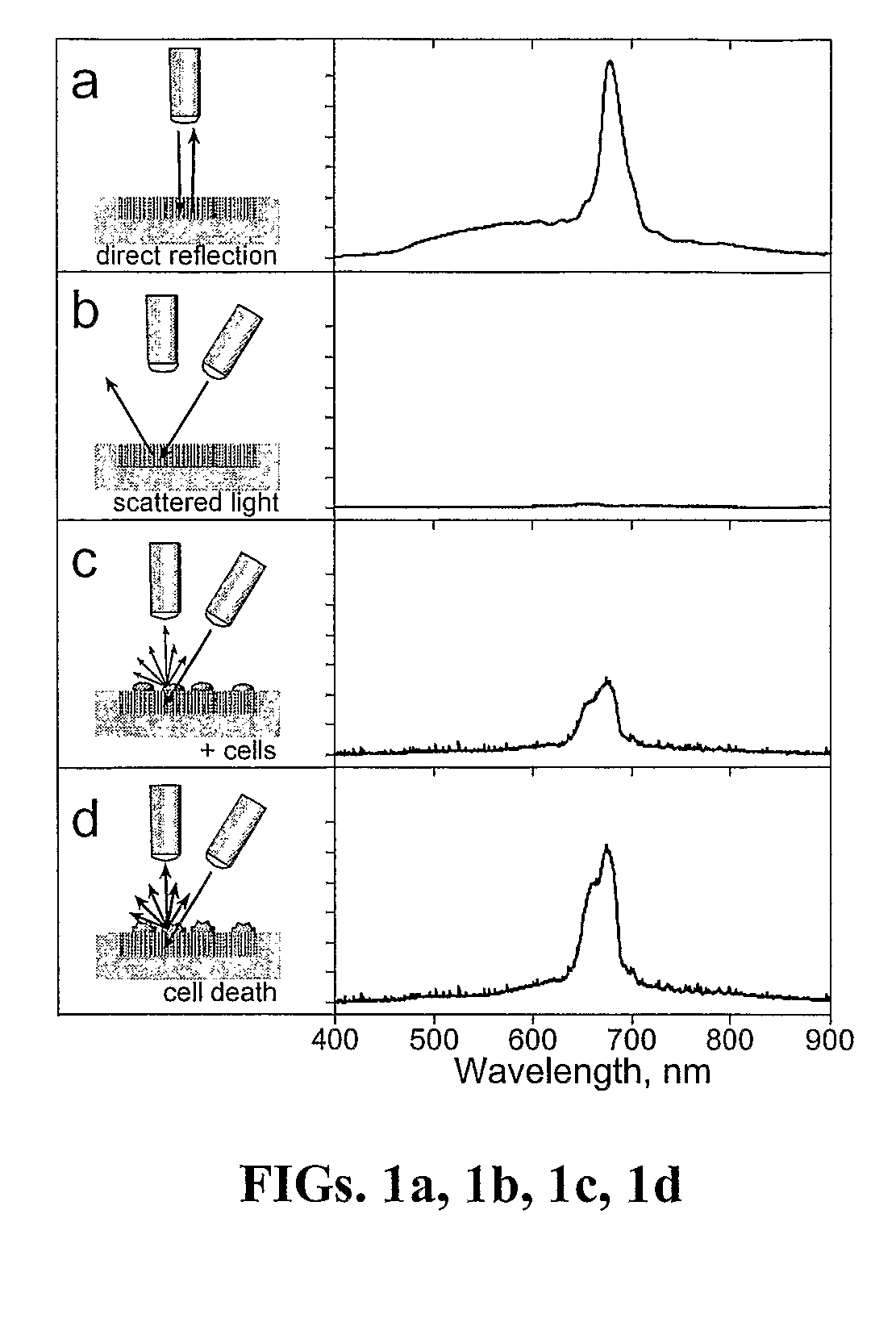 Porous Photonic Crystal with Light Scattering Domains and Methods of Synthesis and Use Thereof
