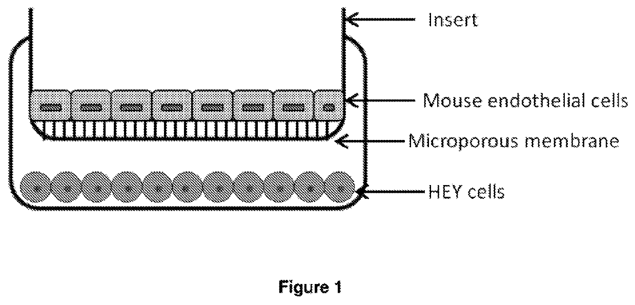 EpCAM aptamers and conjugates thereof