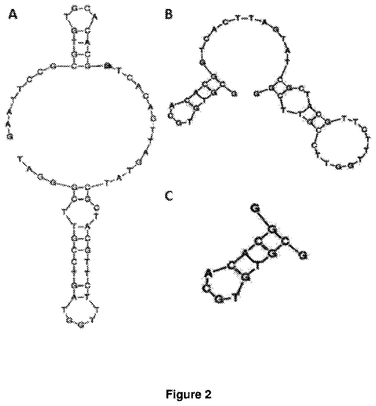 EpCAM aptamers and conjugates thereof