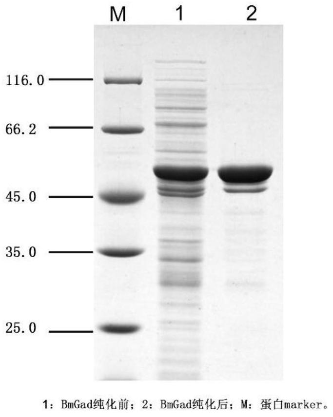 Cloning and Application of a Glutamic Acid Decarboxylase Gene