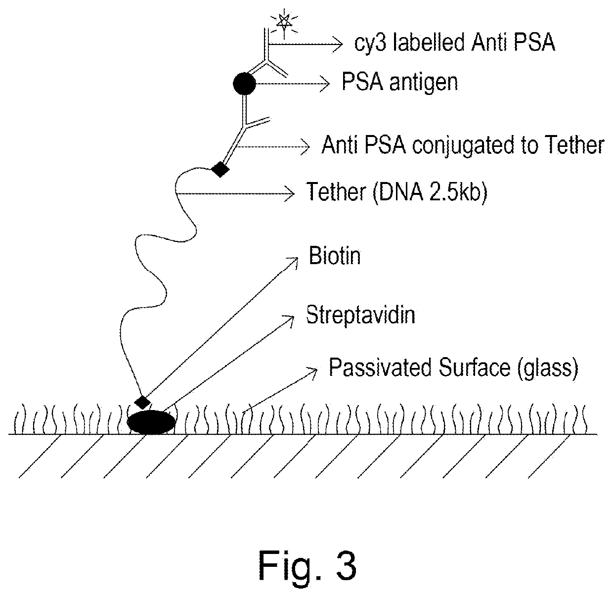 Imaging assays