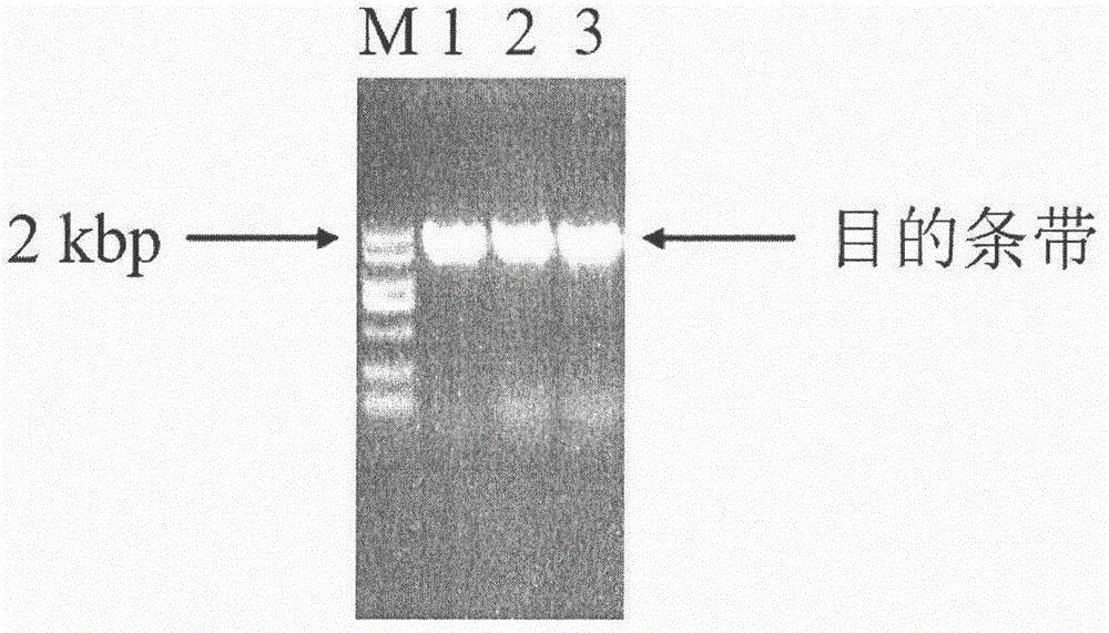 Trans-cinnamic acid-4-hydroxylase and coding gene and application thereof