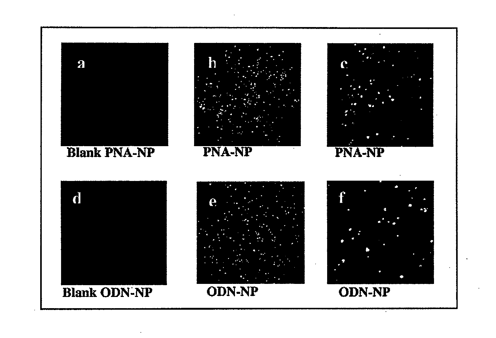 Nanoparticles containing plymeric nucleic acid homologs, pharmaceutical composition and articles of manufacture containing same and methods of use thereof