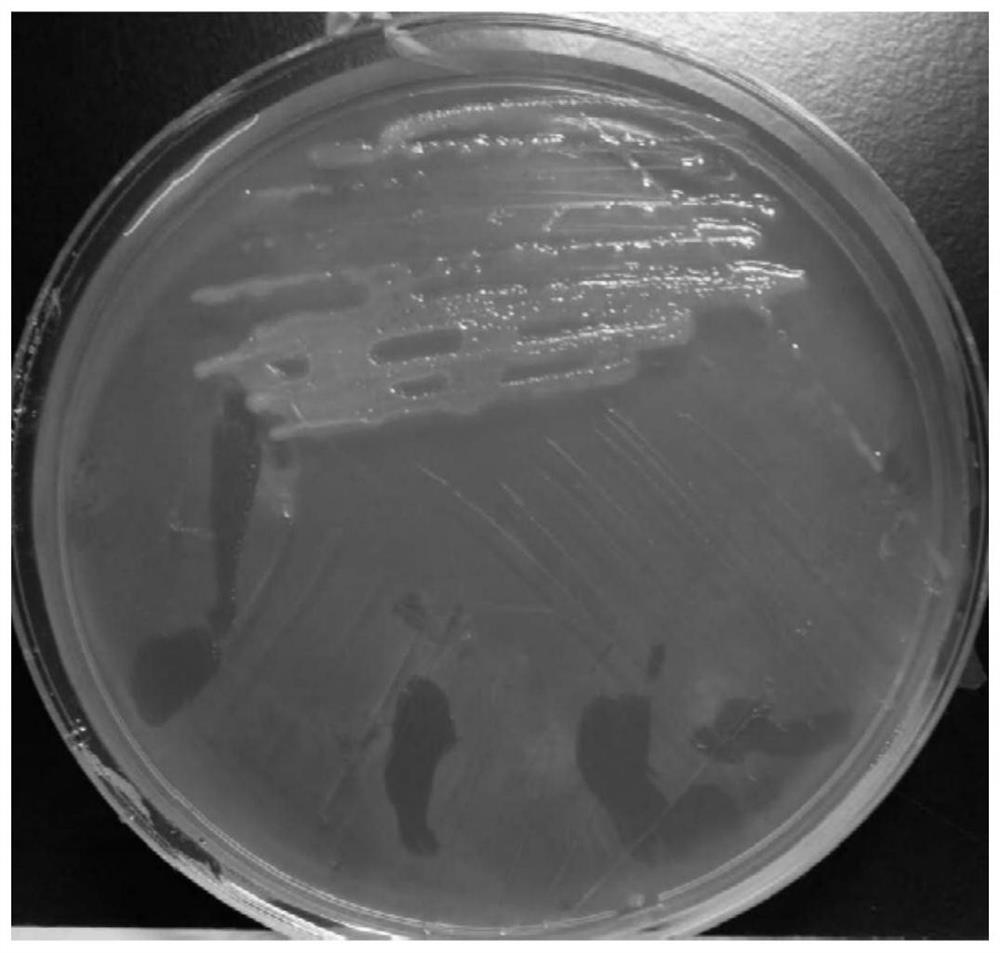 A Sonora Desert Bacillus and Its Application
