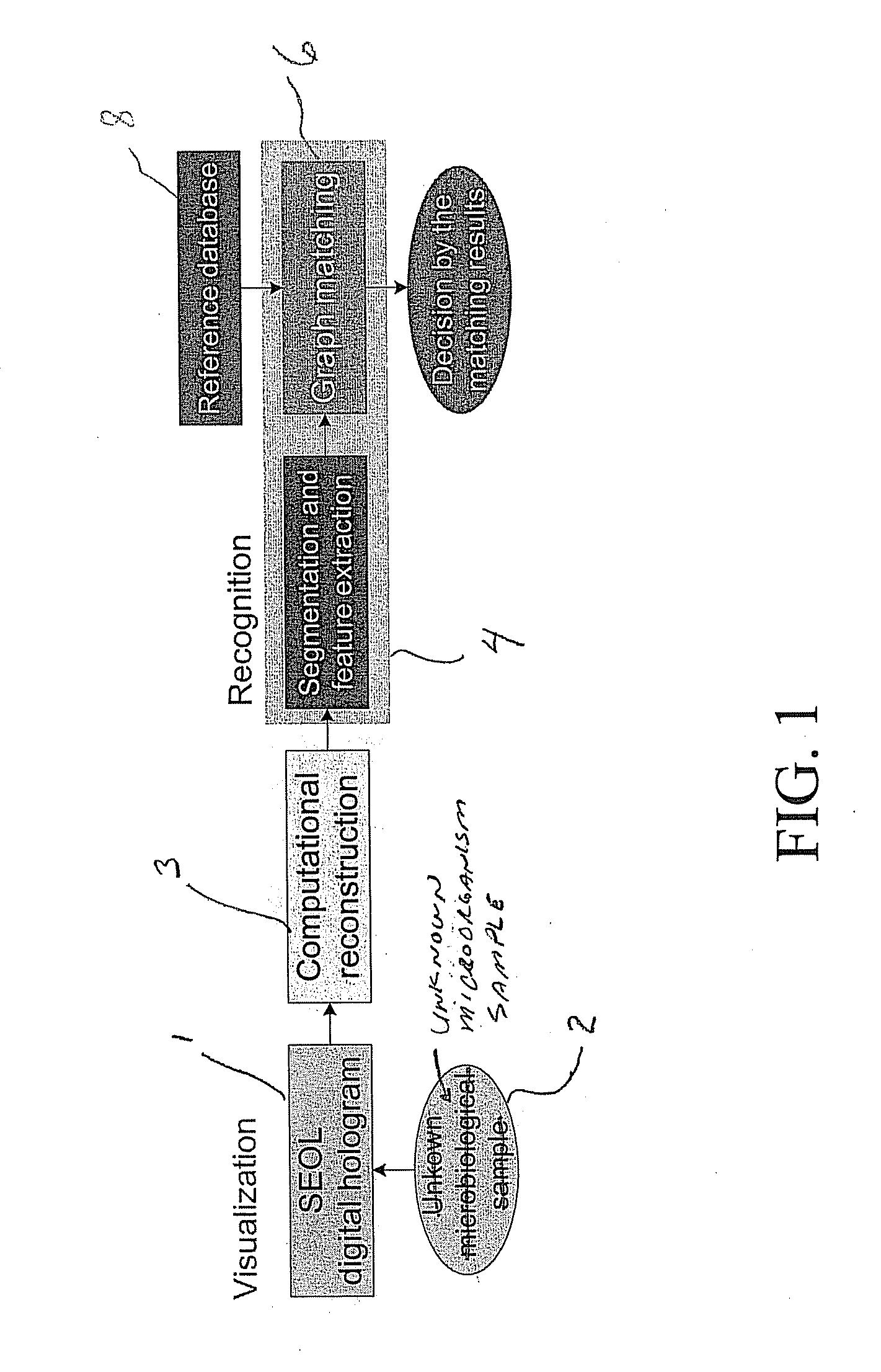 Method and apparatus for recognition of microorganisms using holographic microscopy