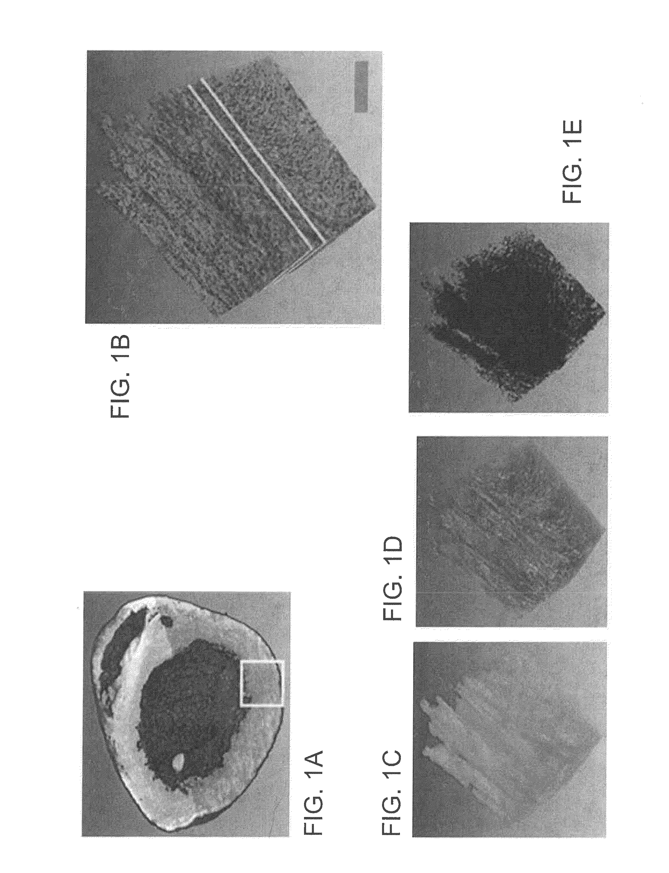 Systems and methods for imaging and processing tissue