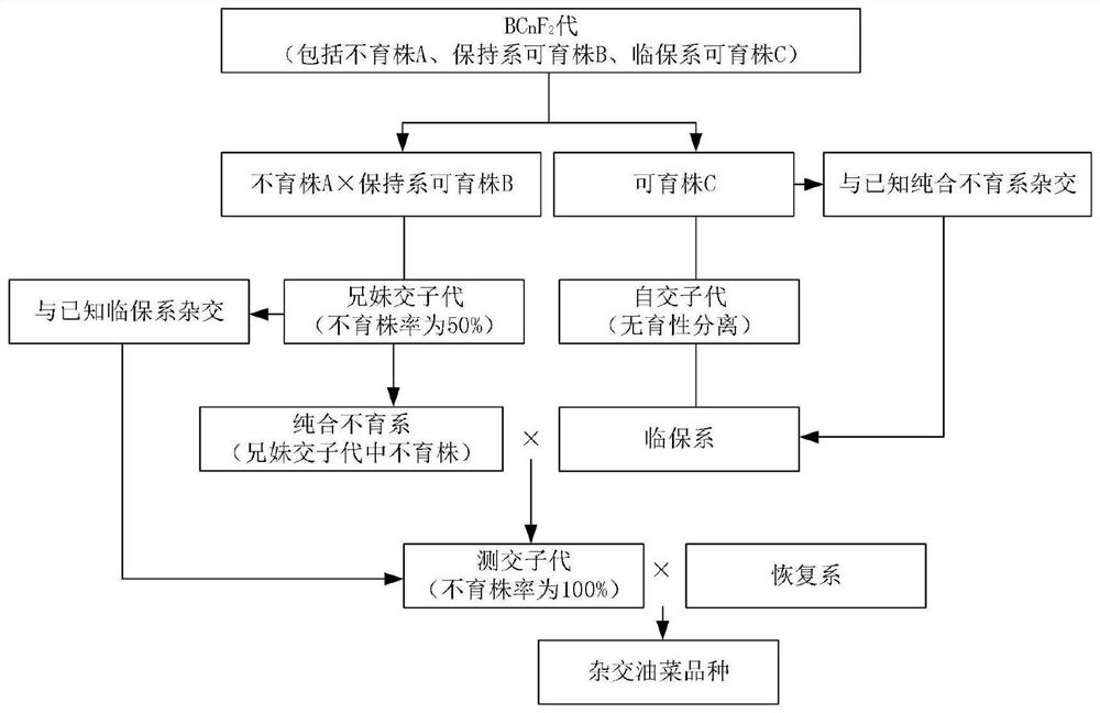 Hybrid rape breeding method suitable for mechanized production