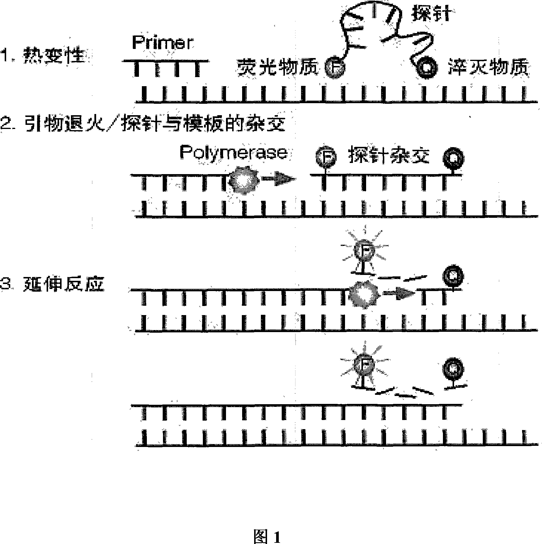 Sensitization tumour cell medicament and uses thereof