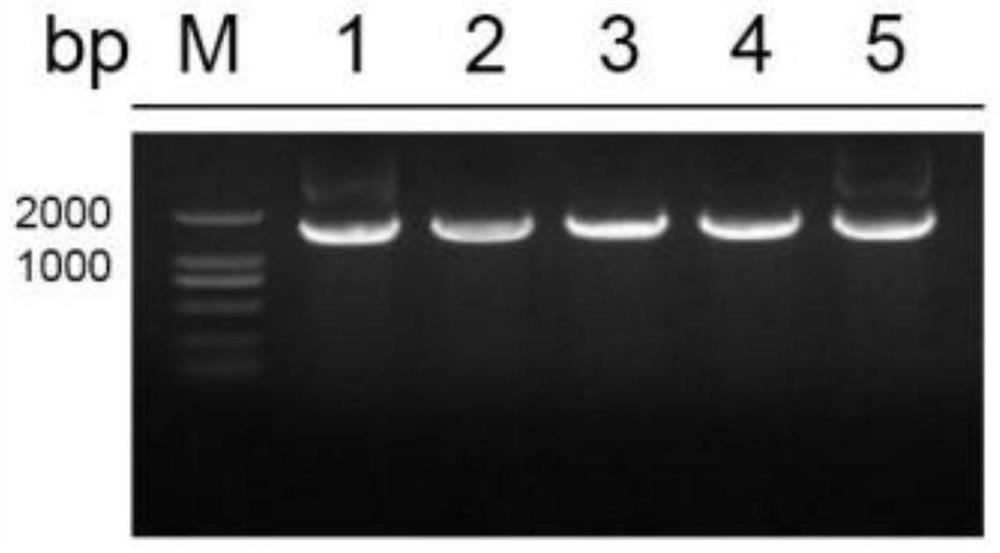 Application of cotton gbcambp gene in plant resistance to Verticillium wilt