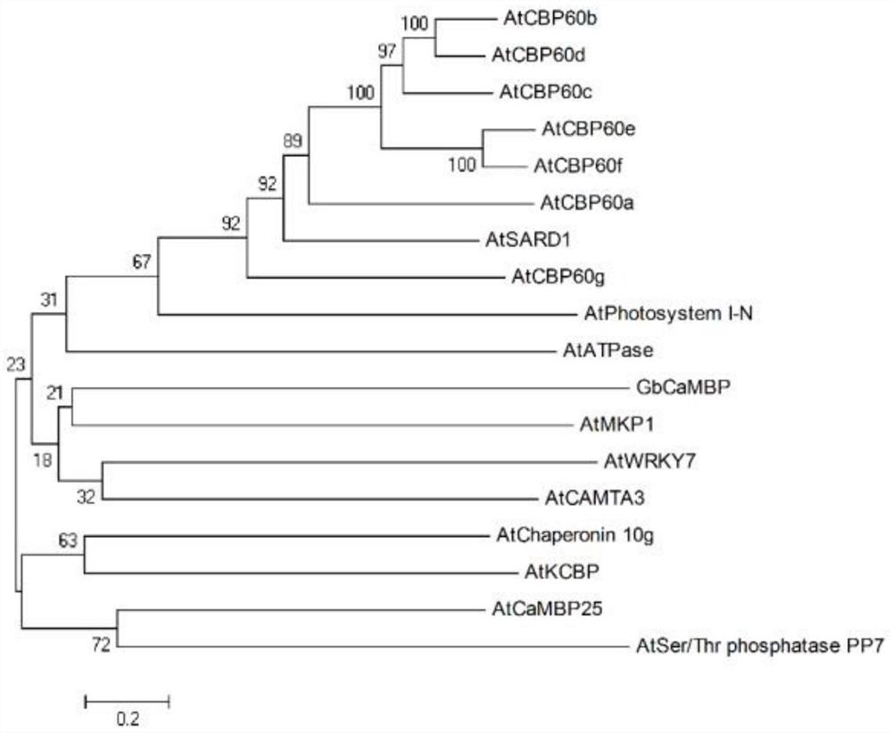 Application of cotton gbcambp gene in plant resistance to Verticillium wilt