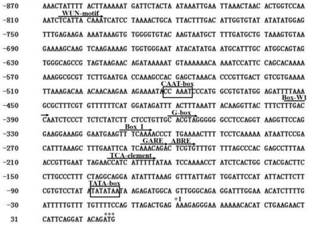 Application of cotton gbcambp gene in plant resistance to Verticillium wilt