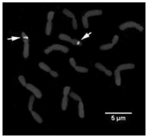 A method for fluorescent in situ hybridization of Mongolian leek chromosome